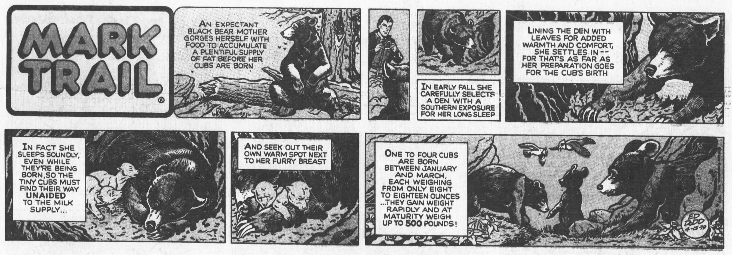 Jack Elrod-era Mark Trail Sunday strip, April 15, 1979, The Atlanta Constitution — black bear reproduction, naturalistic illustration