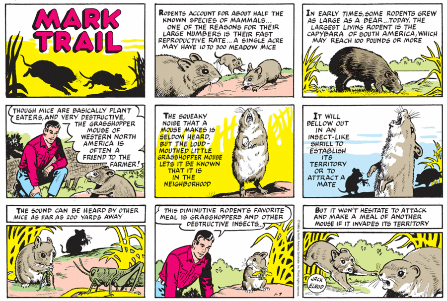 The debut Mark Trail strip, April 15, 1946, St. Louis Globe-Democrat — Mark Trail returns from WWII and seeks out Andy, the St. Bernard who saved his life