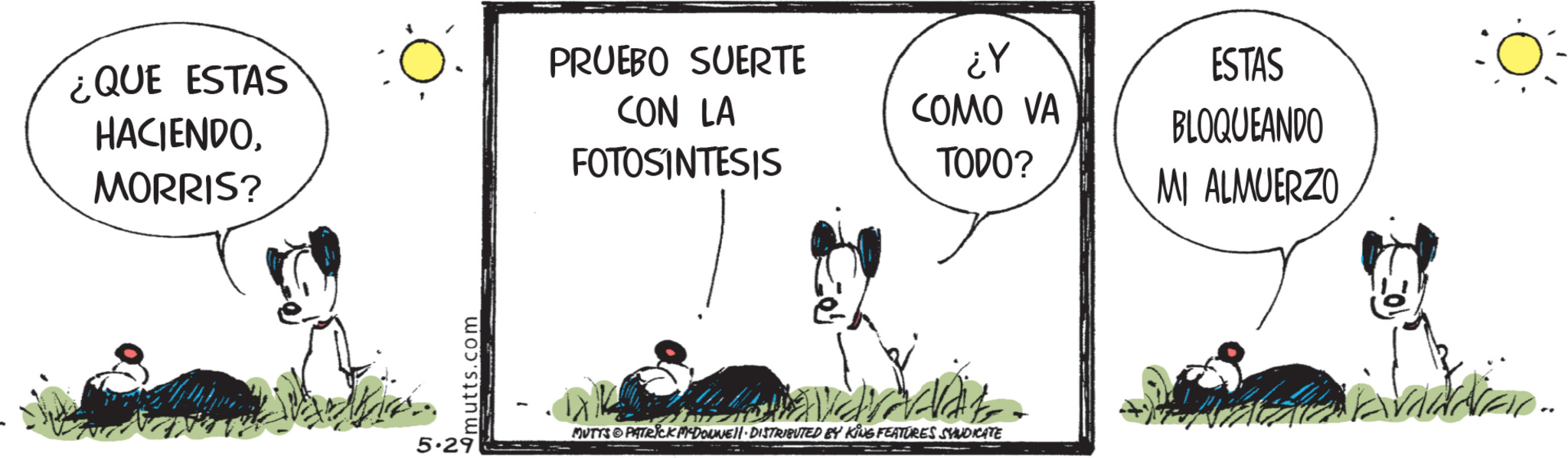 Motas